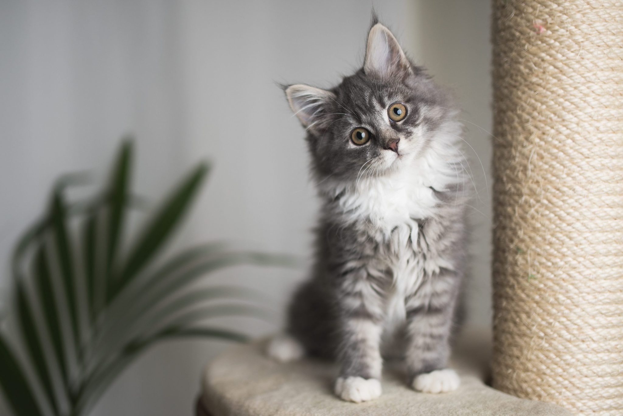 Do Cats Really Know Their Names? Reader's Digest