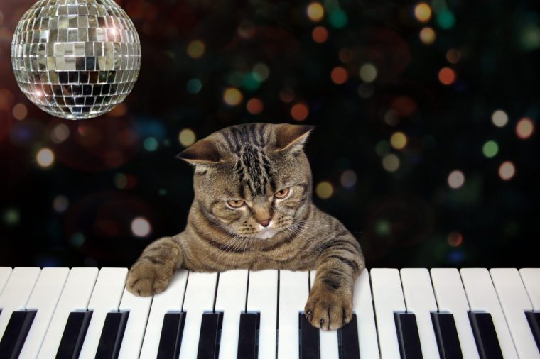 고양이 피아노 연주