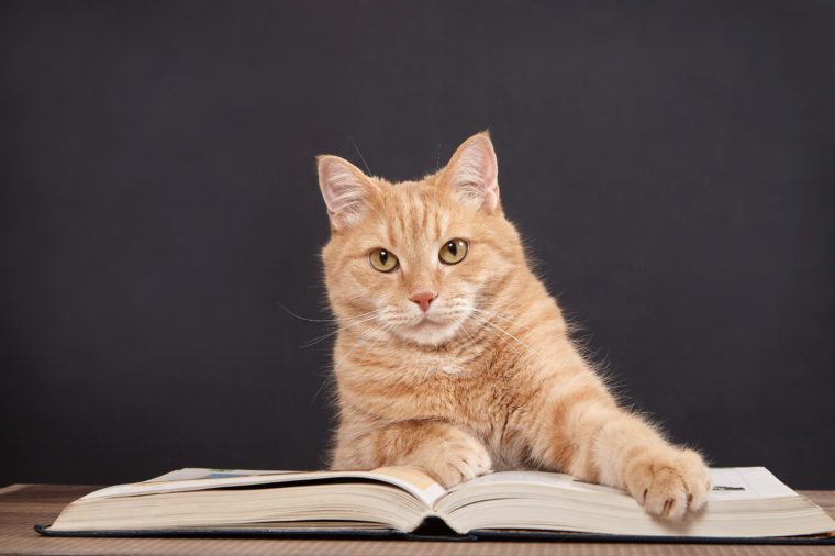 고양이 독서