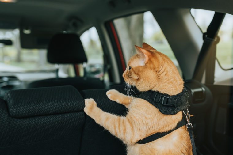 차에 고양이