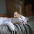Why Cats Sleep on You, According to Experts