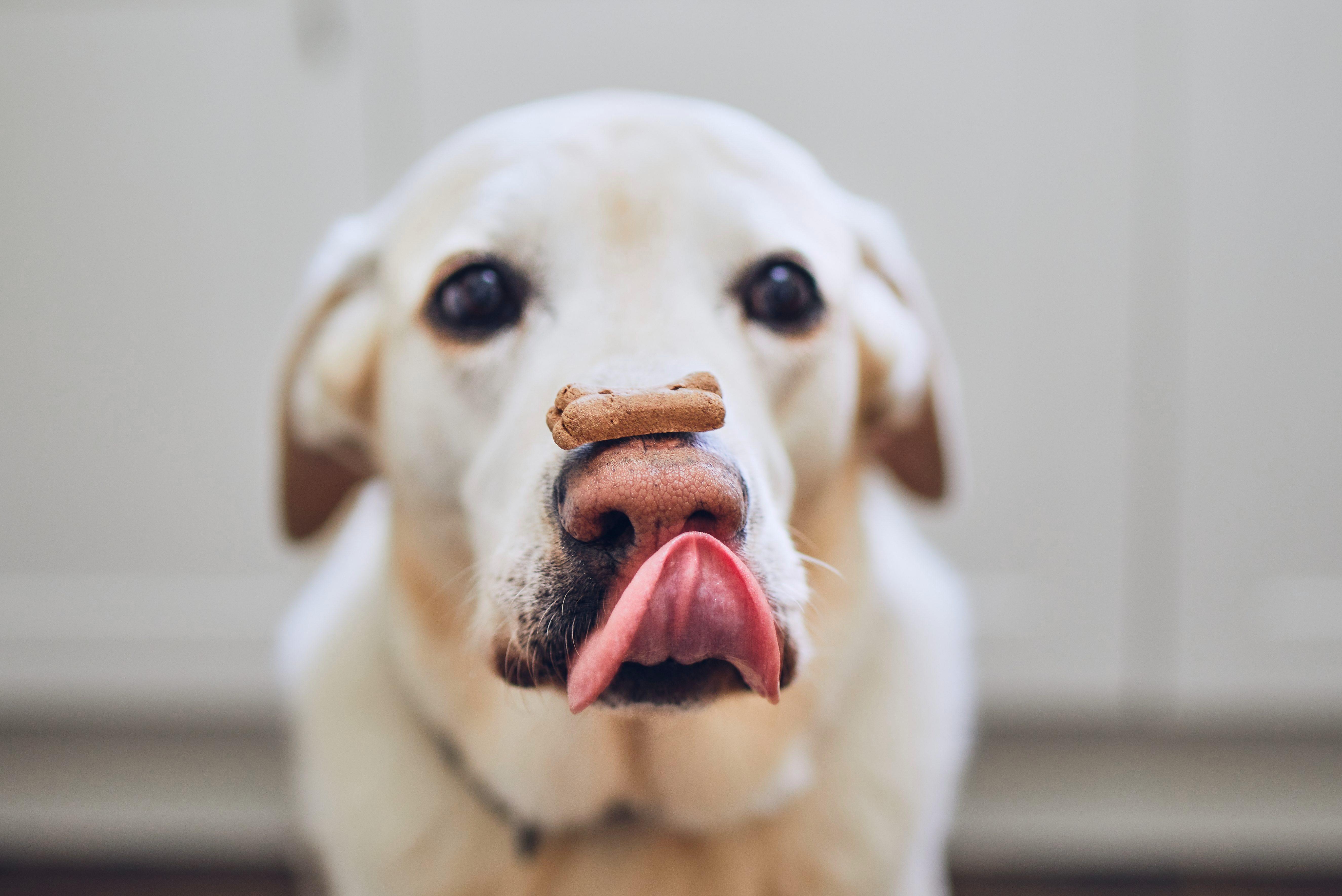 homemade dog nose balm