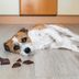 What Happens When a Dog Eats Chocolate?
