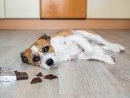 Dog Ate Chocolate What Happens Reader s Digest