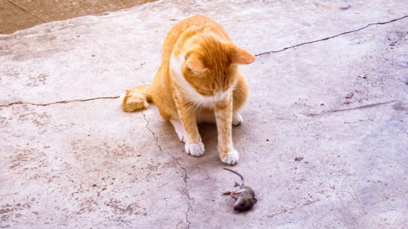 cat looking a a mouse that he caught