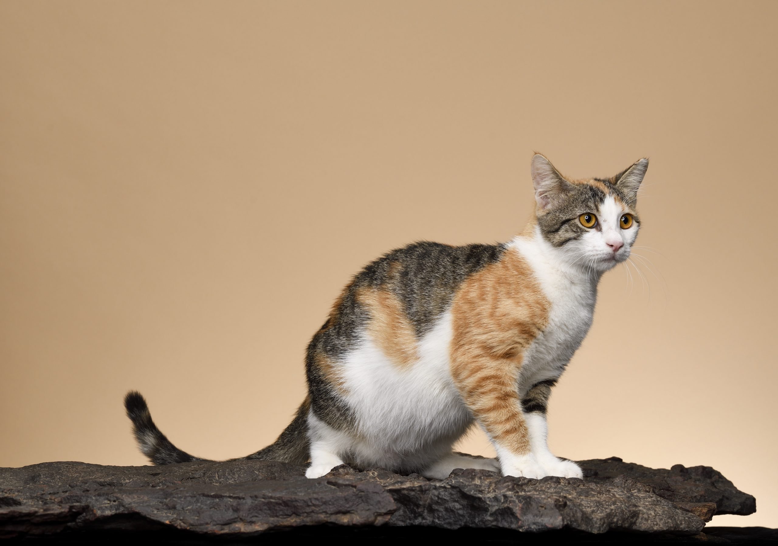 What is the most popular cat breed in the world? Feline organization ranks  them. 