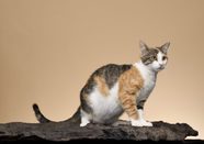 30 Rare Cat Breeds Around The World Atelier yuwa ciao jp