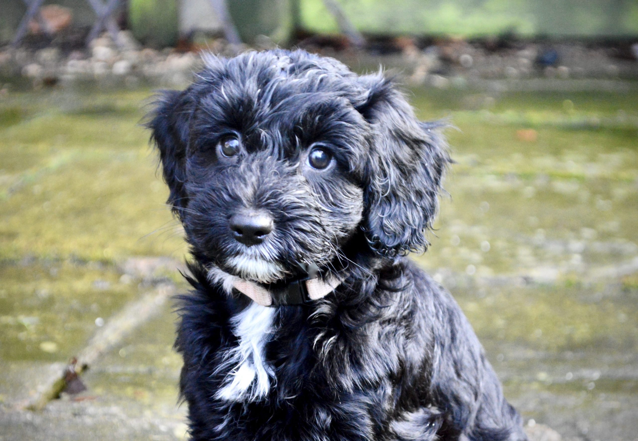 teddy bear black dog