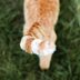 11 Secrets Your Cat's Tail Is Trying to Tell You