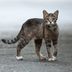 Feral vs. Stray Cat: Here’s How to Tell the Difference