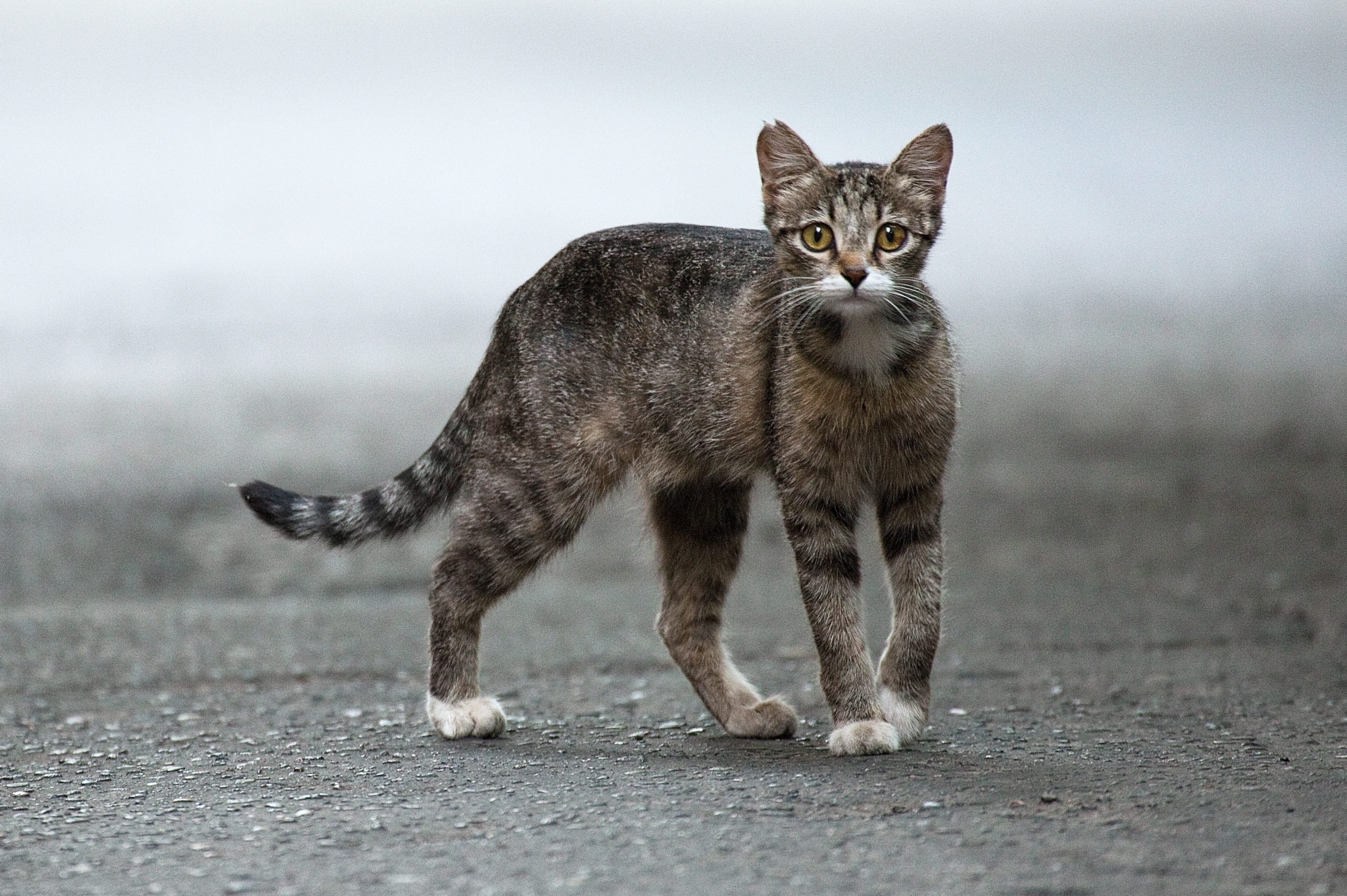 feral-vs-stray-cat-here-s-how-to-tell-the-difference-reader-s-digest