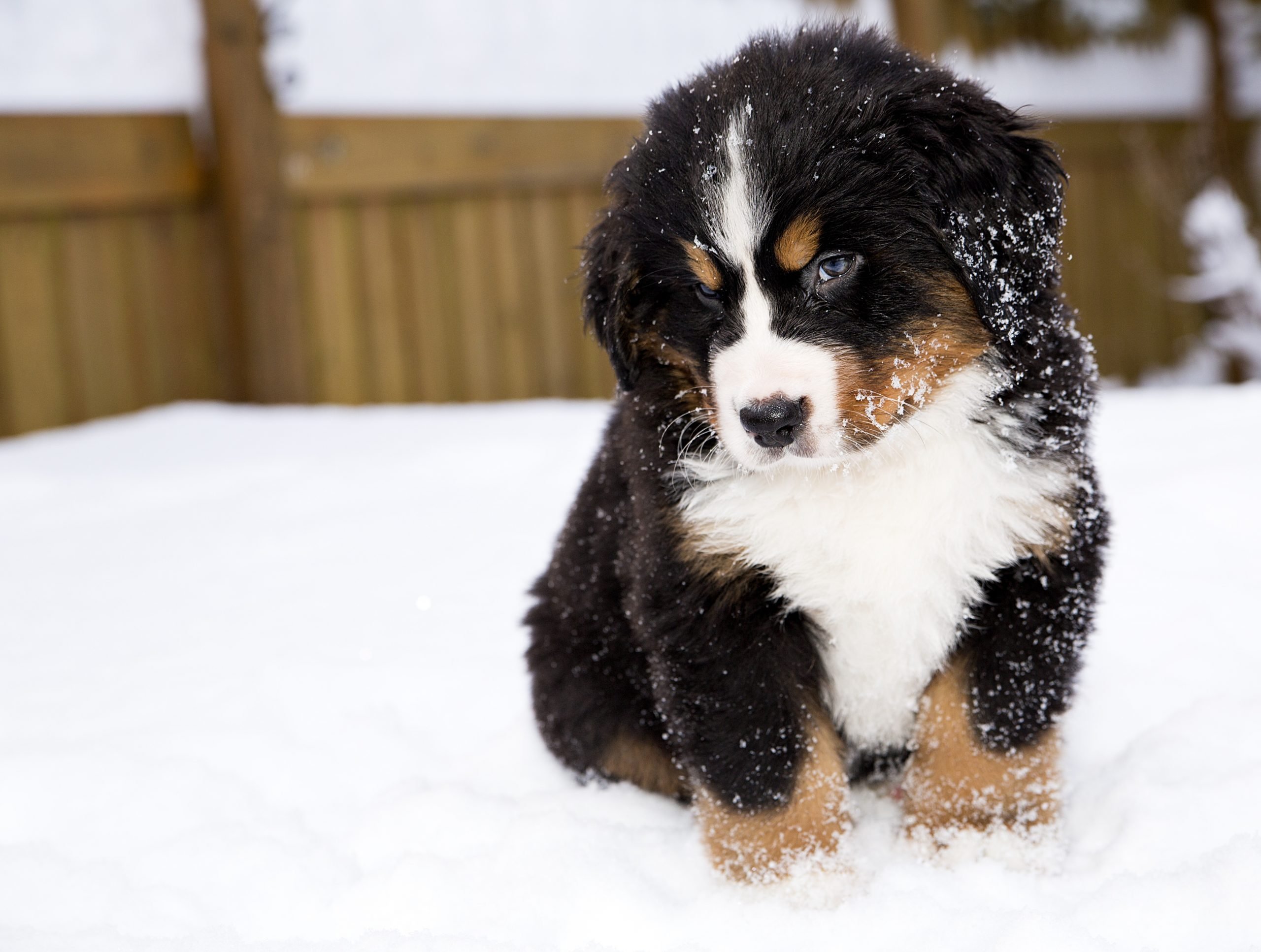 dogs that look like stuffed animals