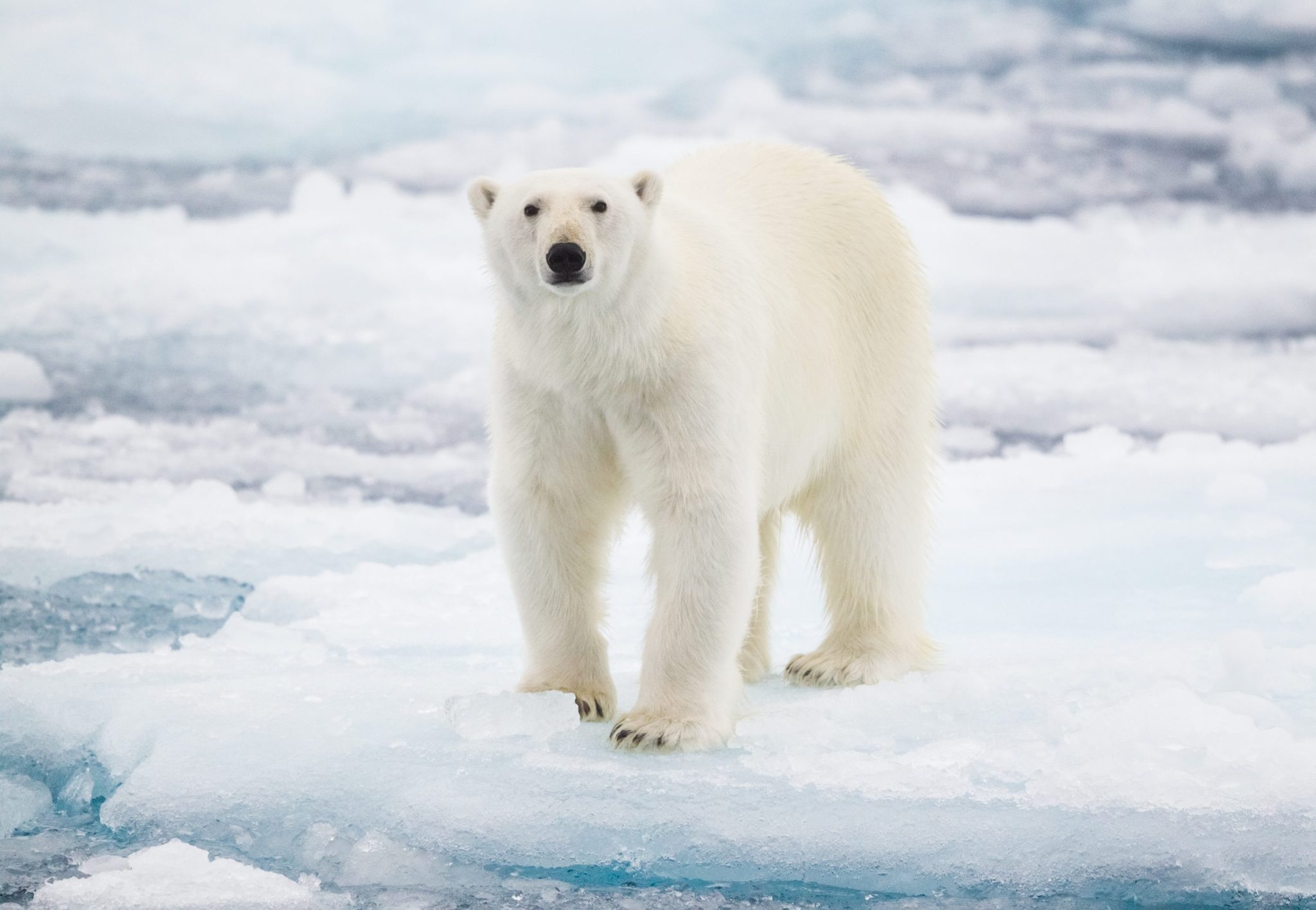 Why Do Polar Bears Need Ice to Survive? Reader's Digest