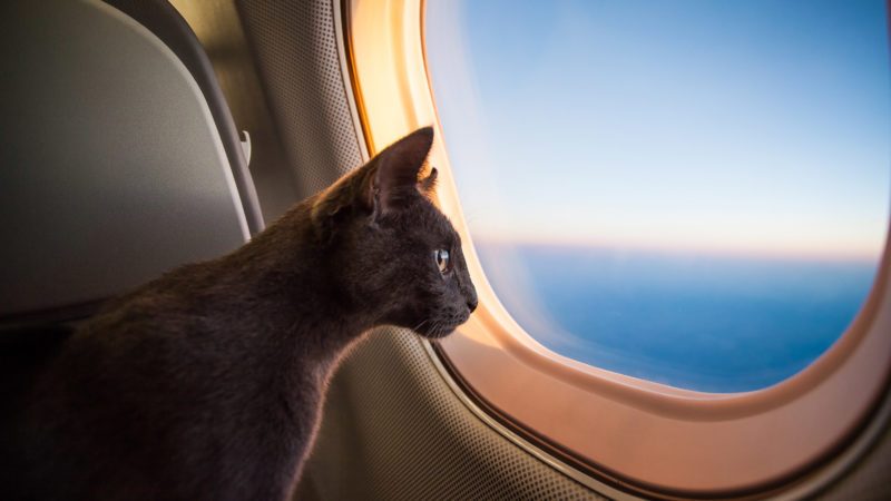 Delta Airlines Made It Easier to Fly with Your Pets | Reader's Digest