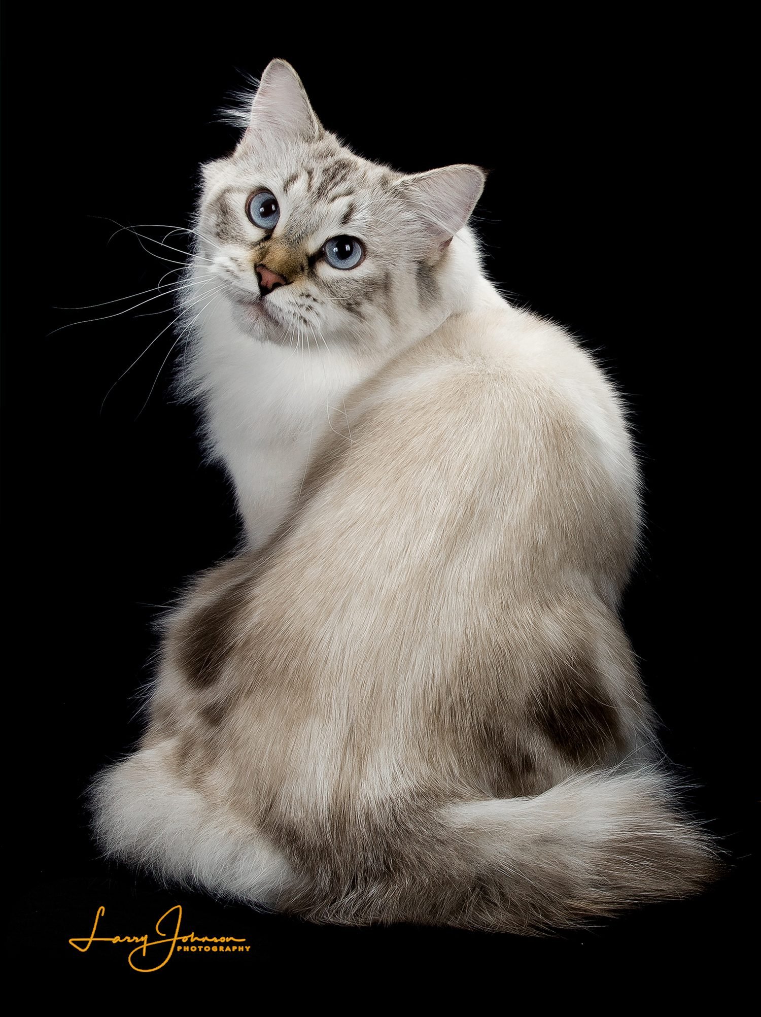 rarest cat breed in the world