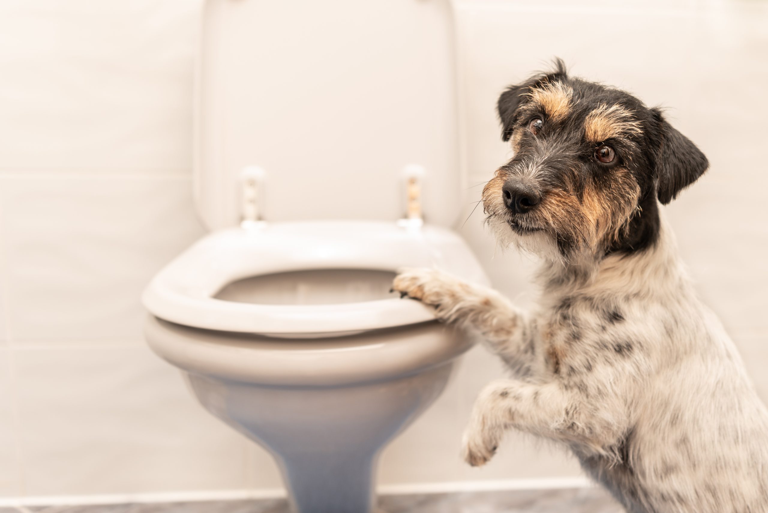 It Bad for Dogs to Drink Toilet Water 