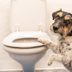 Is It Bad for Dogs to Drink Toilet Water?