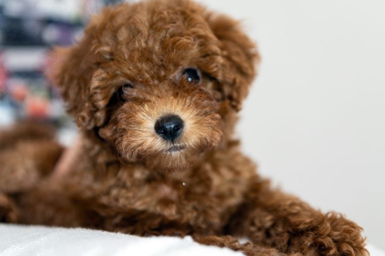 small dogs that look like teddy bears