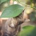 22 Plants That Are Poisonous for Cats