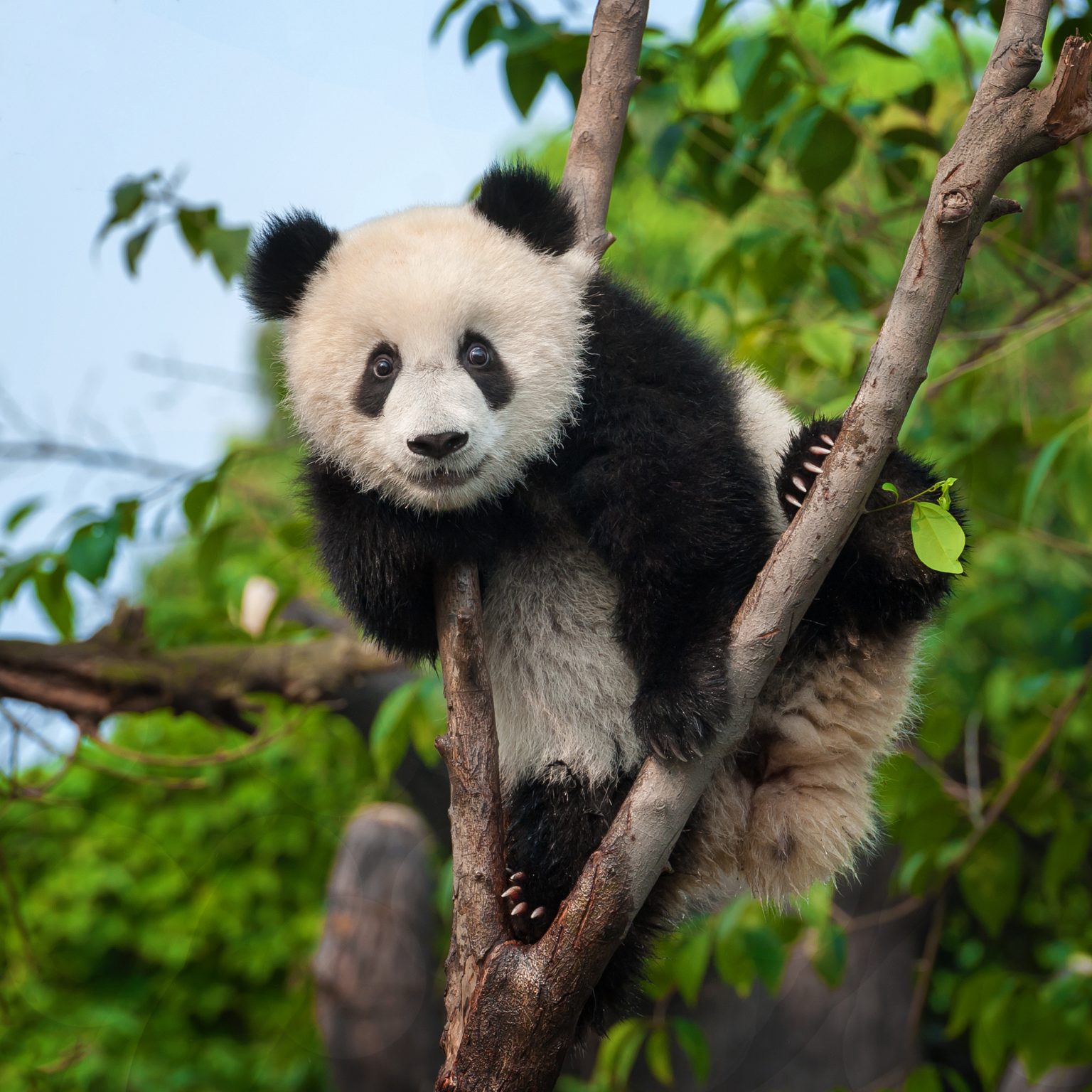 How Many Giant Pandas Are Left in the World? Reader's Digest