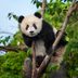 How Many Giant Pandas Are Left in the World?