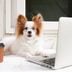 30 Funny Photos of Dogs "Working from Home"