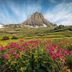 The Best National Parks to Visit for Spring Wildflowers