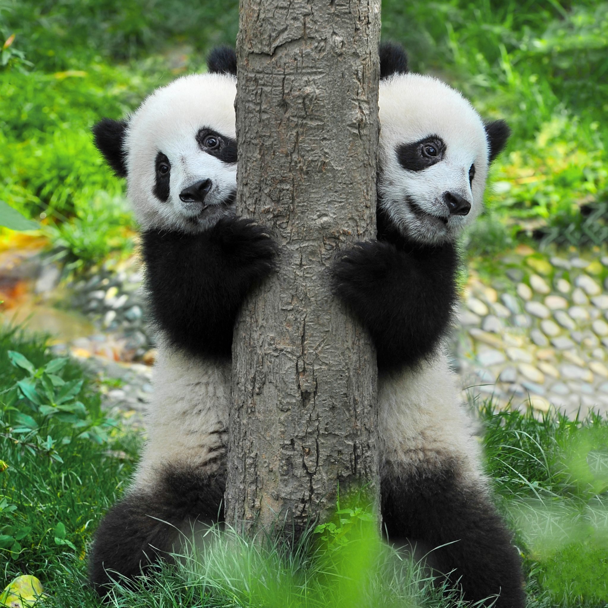 how-many-giant-pandas-are-left-in-the-world-reader-s-digest