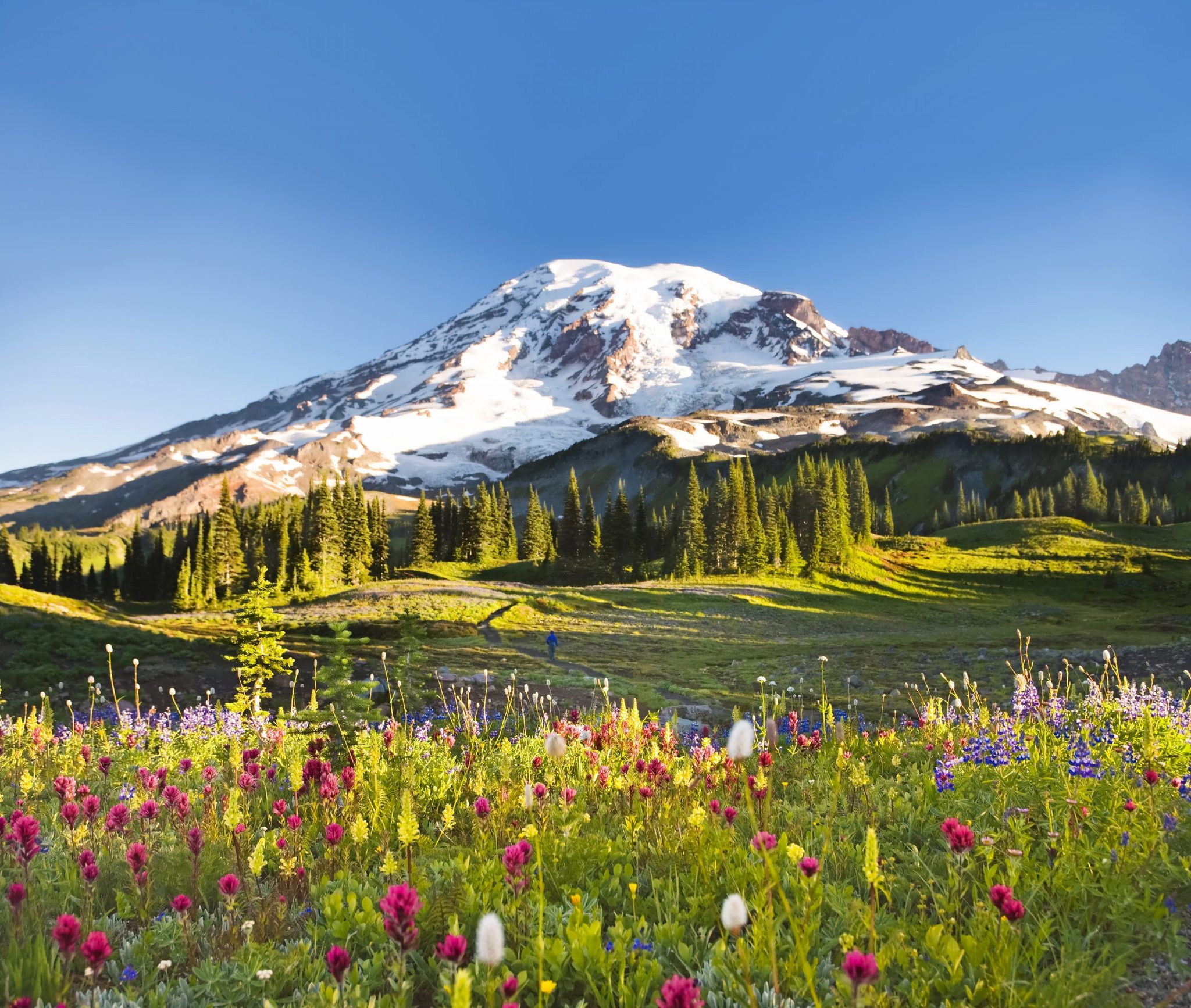 The Best National Parks to Visit for Spring Wildflowers Reader's Digest