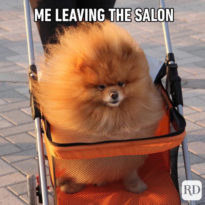 45 Hilarious Dog Memes Youll Laugh At Every Time Readers Digest