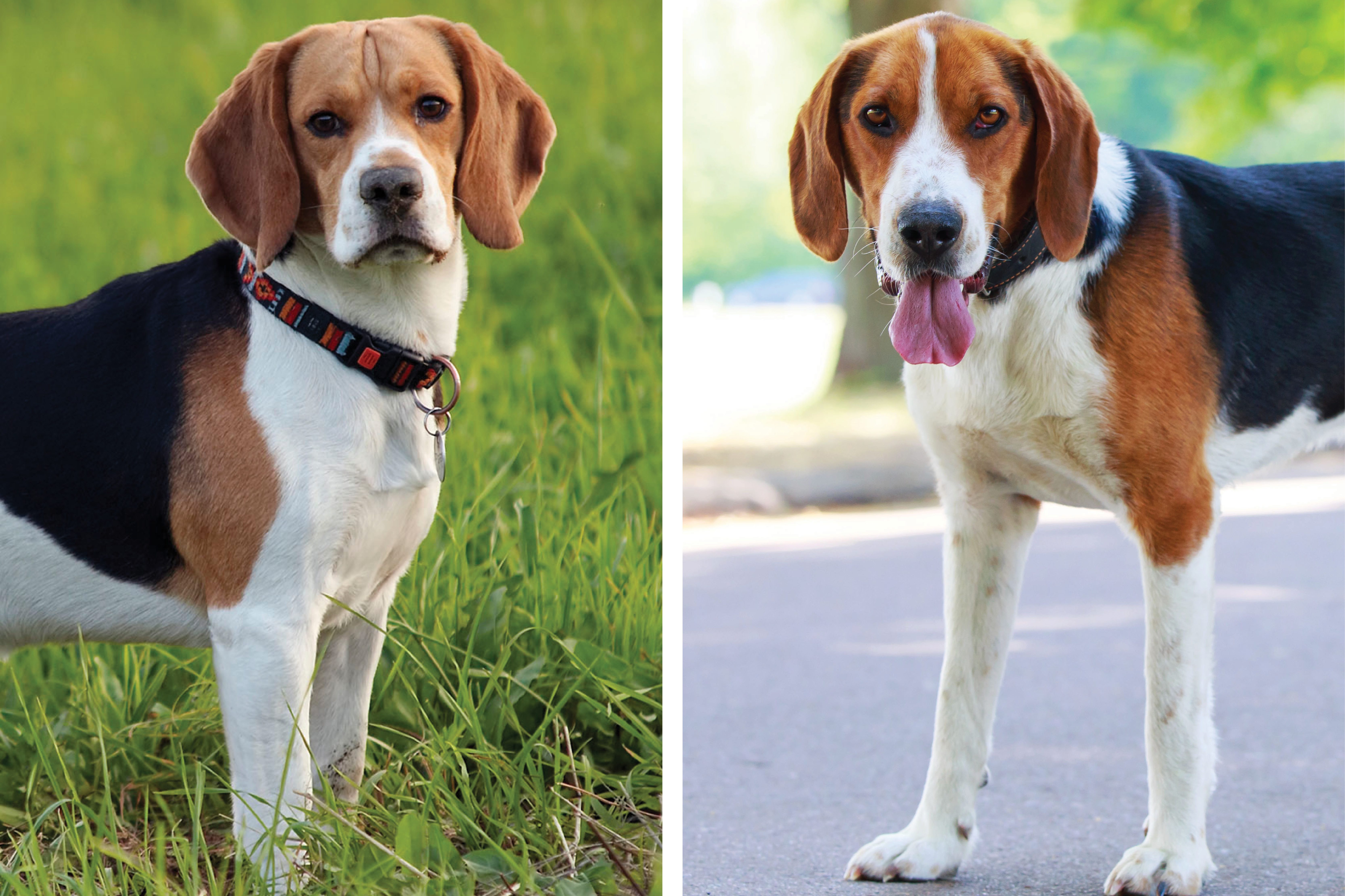 dog breeds similar to beagle