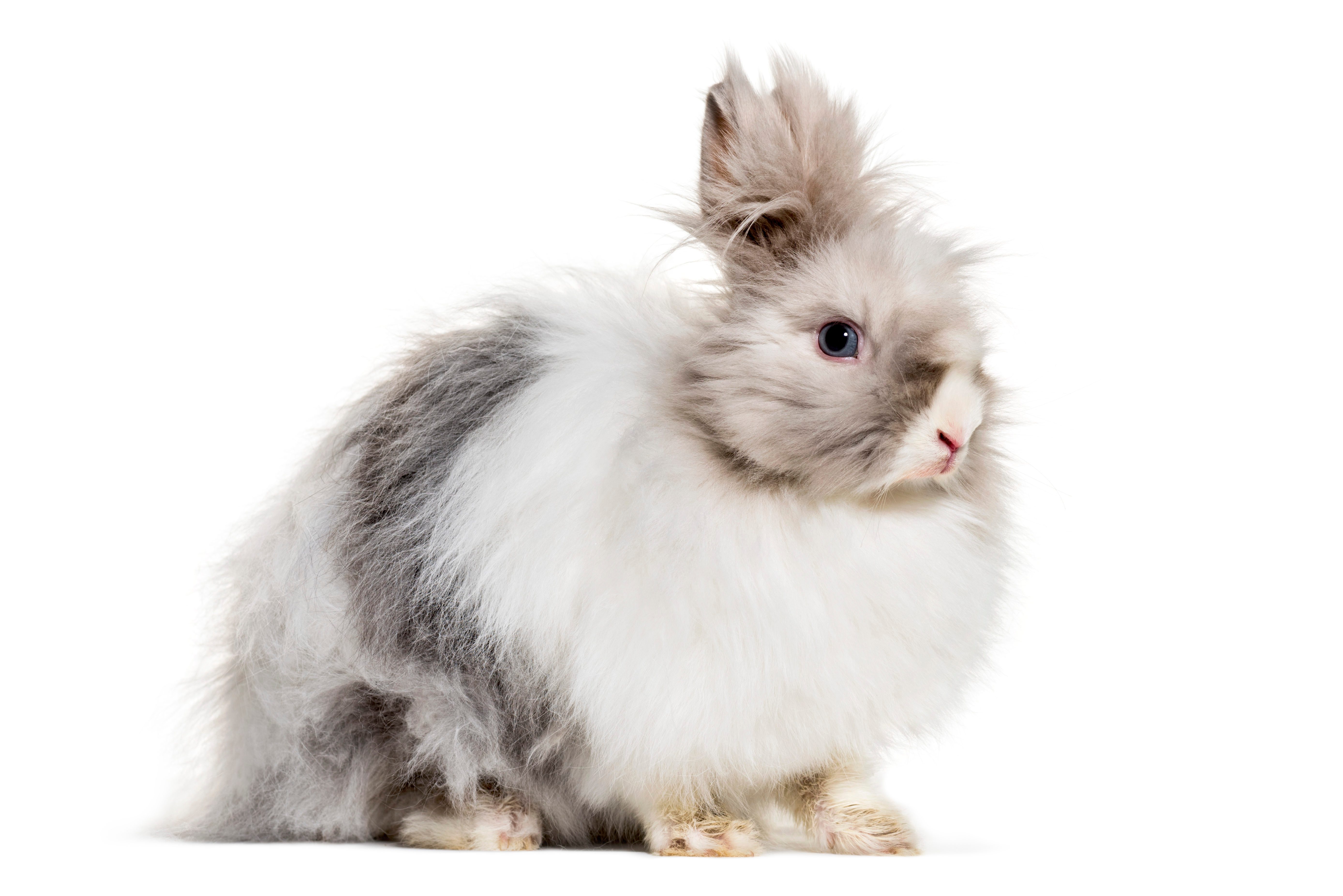 Cutest Bunnies You Ll Want To Take Home Reader S Digest