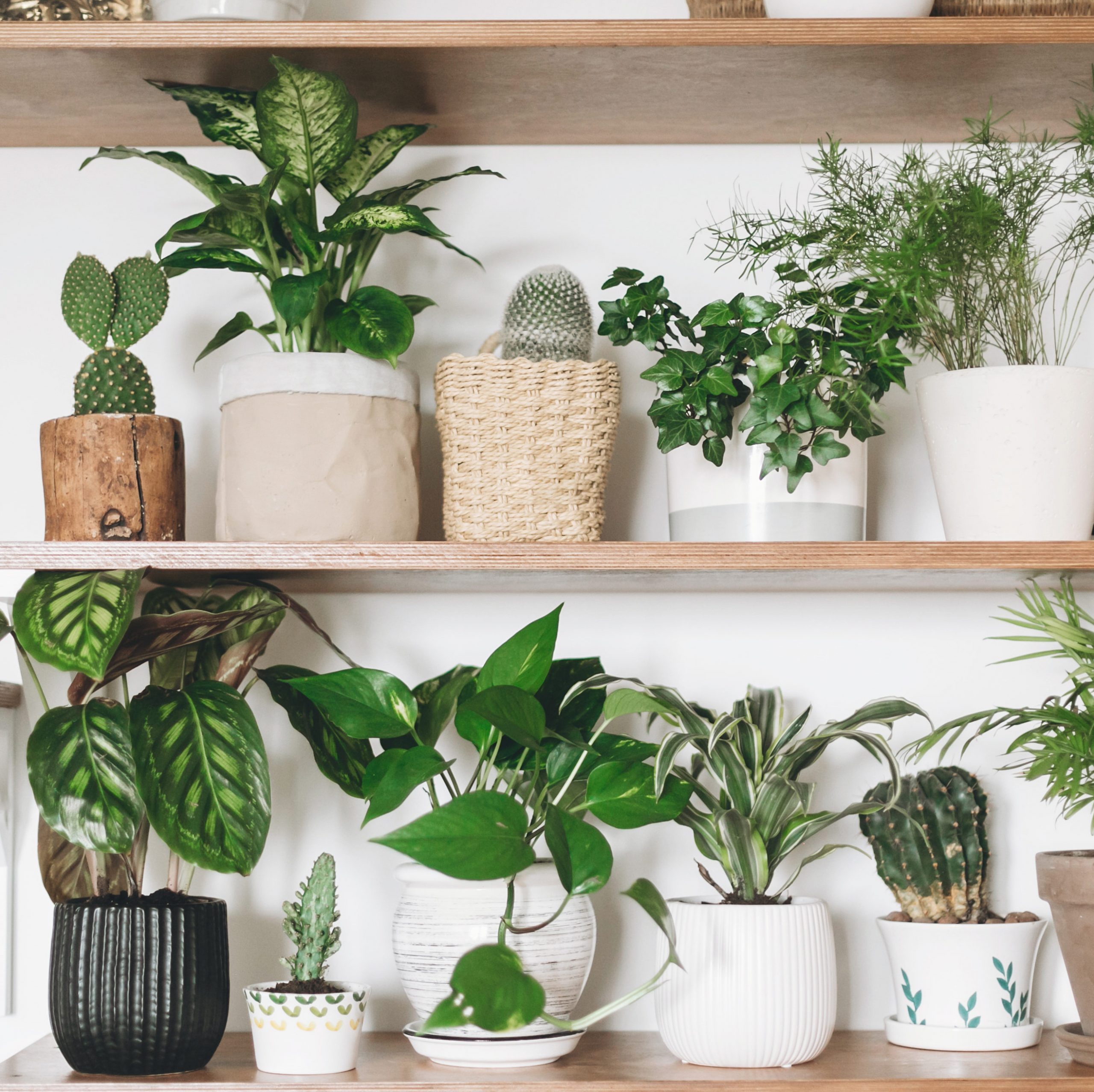 Buy Plants Online, Order Live Plants for Sale
