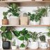 20 Low-Maintenance Houseplants Anyone Can Grow