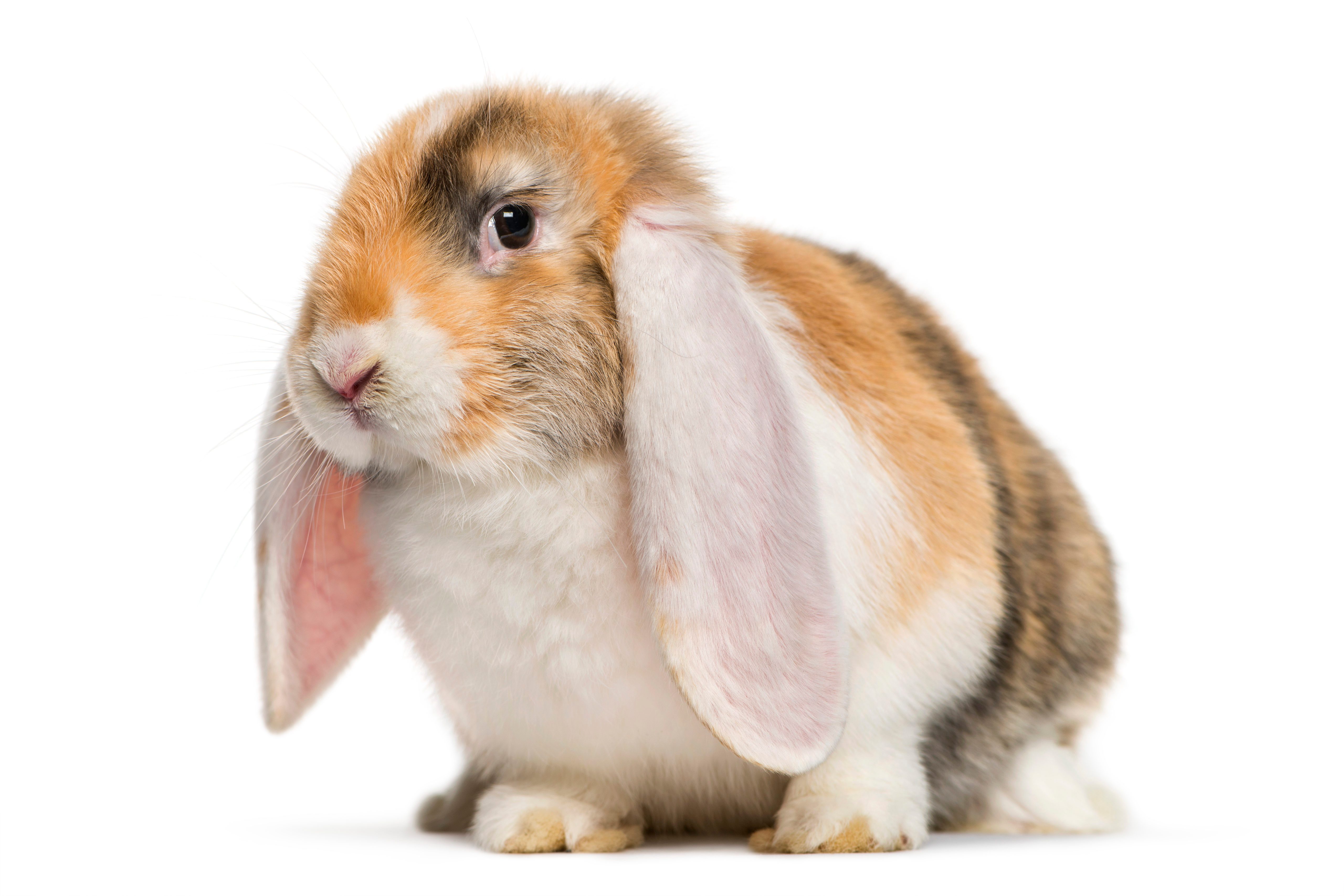 Cutest Bunnies You Ll Want To Take Home Reader S Digest