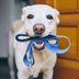 If You Don't Clean Your Dog's Leash, This Will Convince You to Start