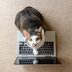 25 Funny Photos of Cats "Working from Home"