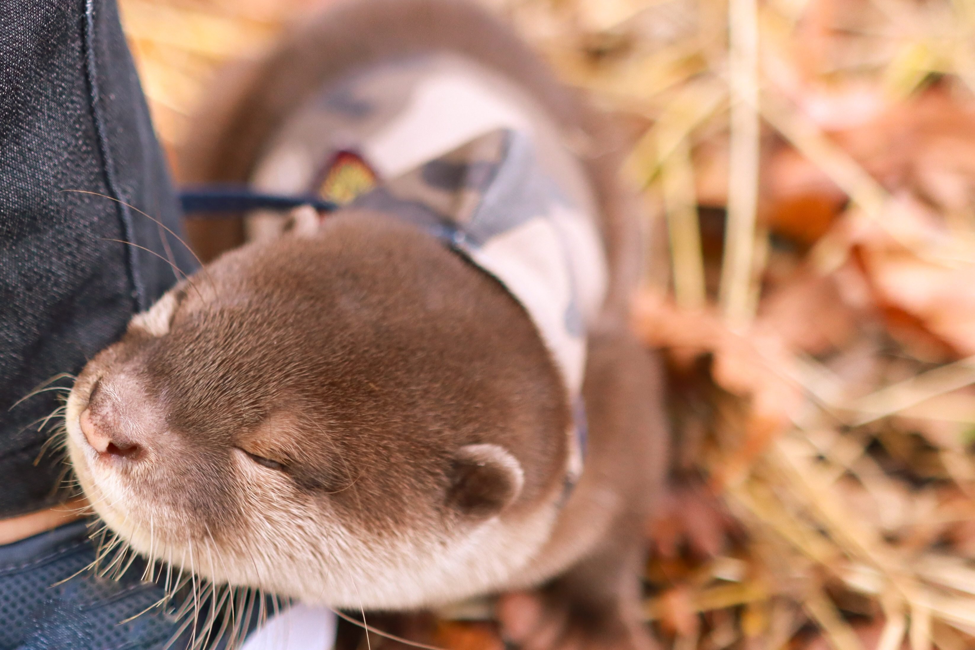 Adorable Photos of Baby Otters That'll Make Your Day Better Reader's