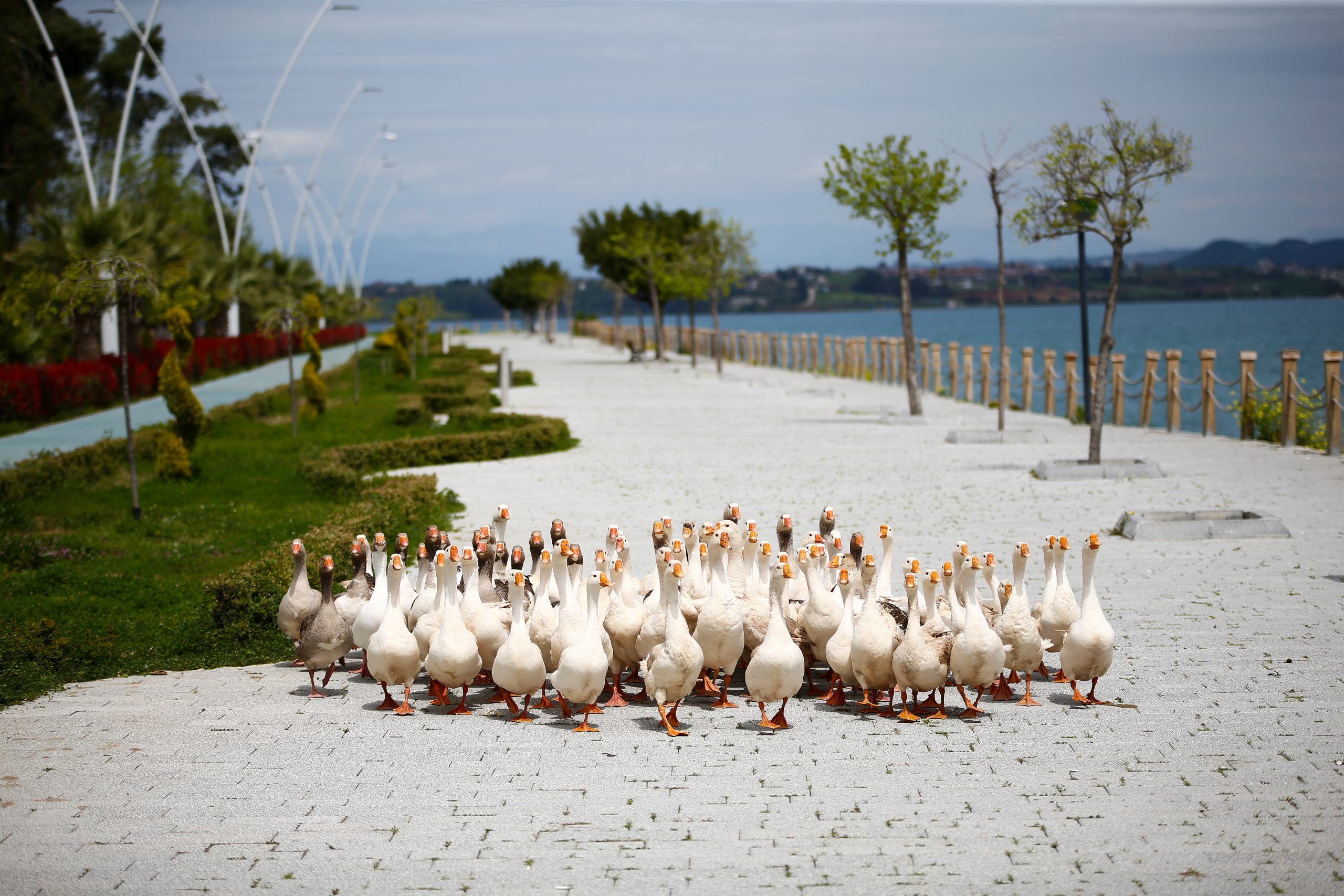 Coronavirus precautions in Turkey