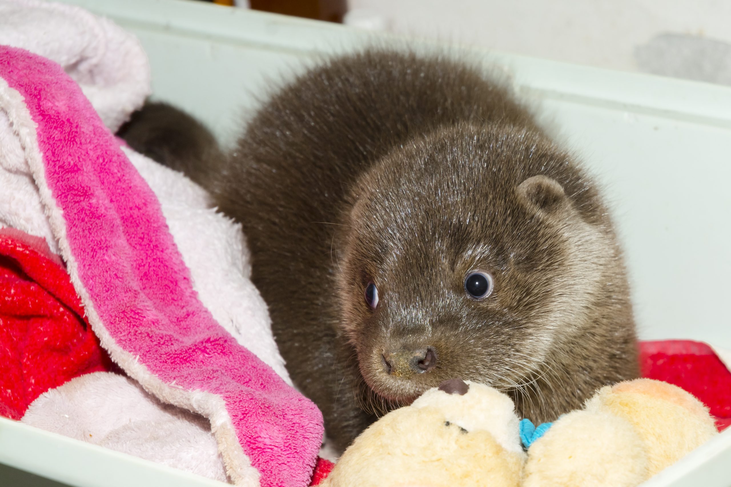 Adorable Photos of Baby Otters That'll Make Your Day Better Reader's