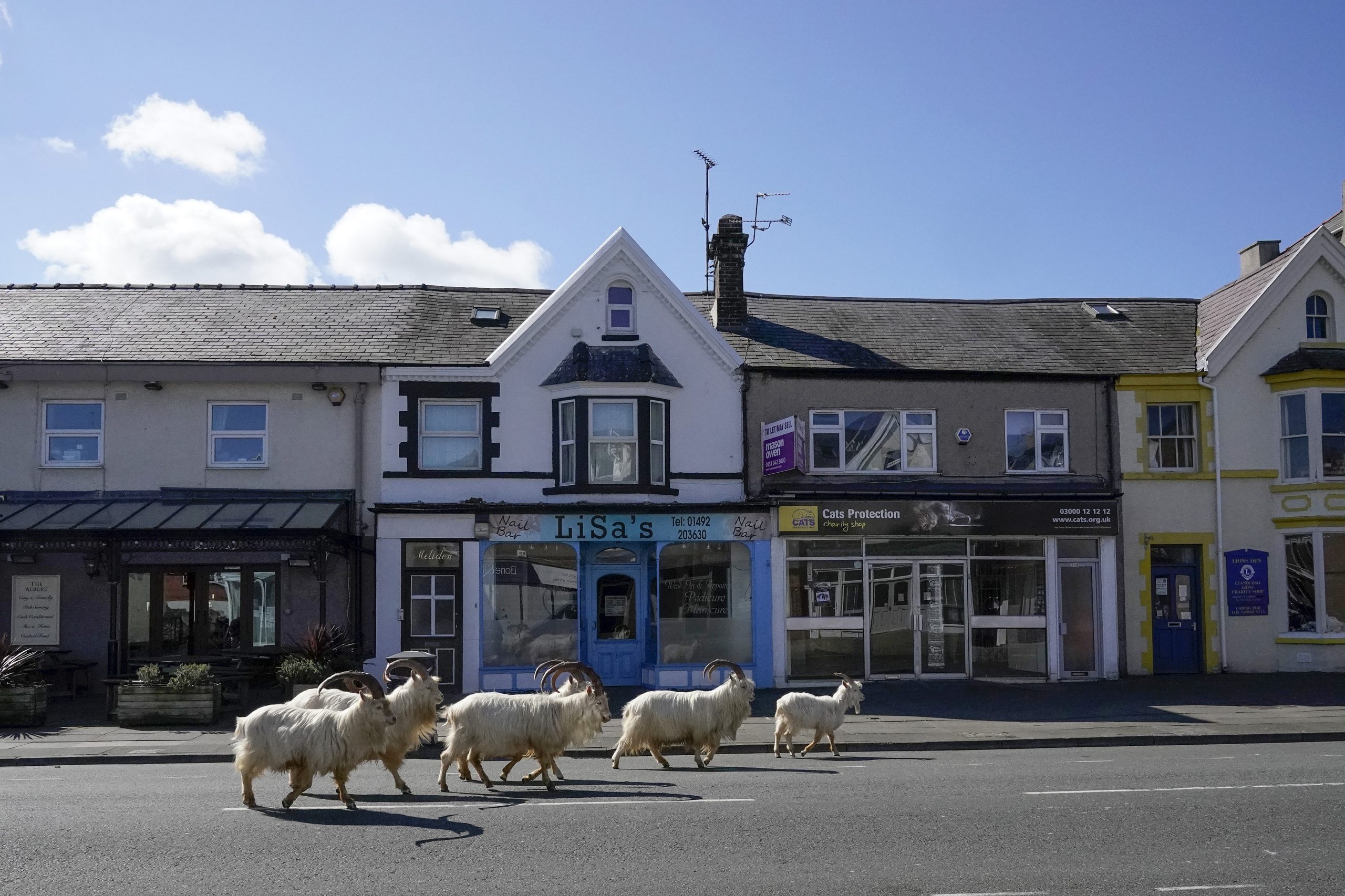 Goats Roam Welsh Town As Coronavirus Lockdown Empties Its Streets