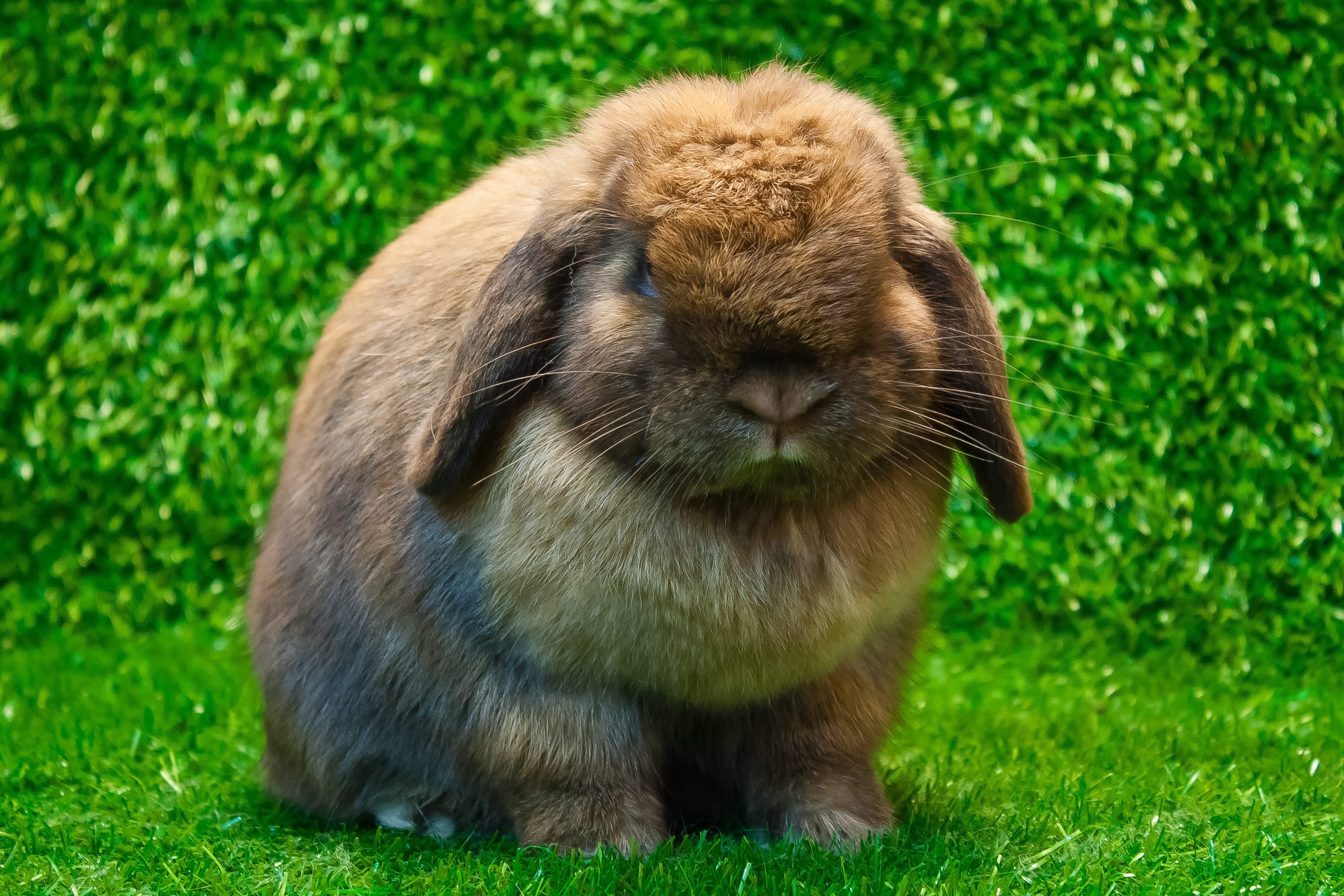 30-cute-bunny-pictures-to-make-you-smile-adorable-bunnies