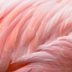 16 Stunning Photos of Naturally Pink Animals
