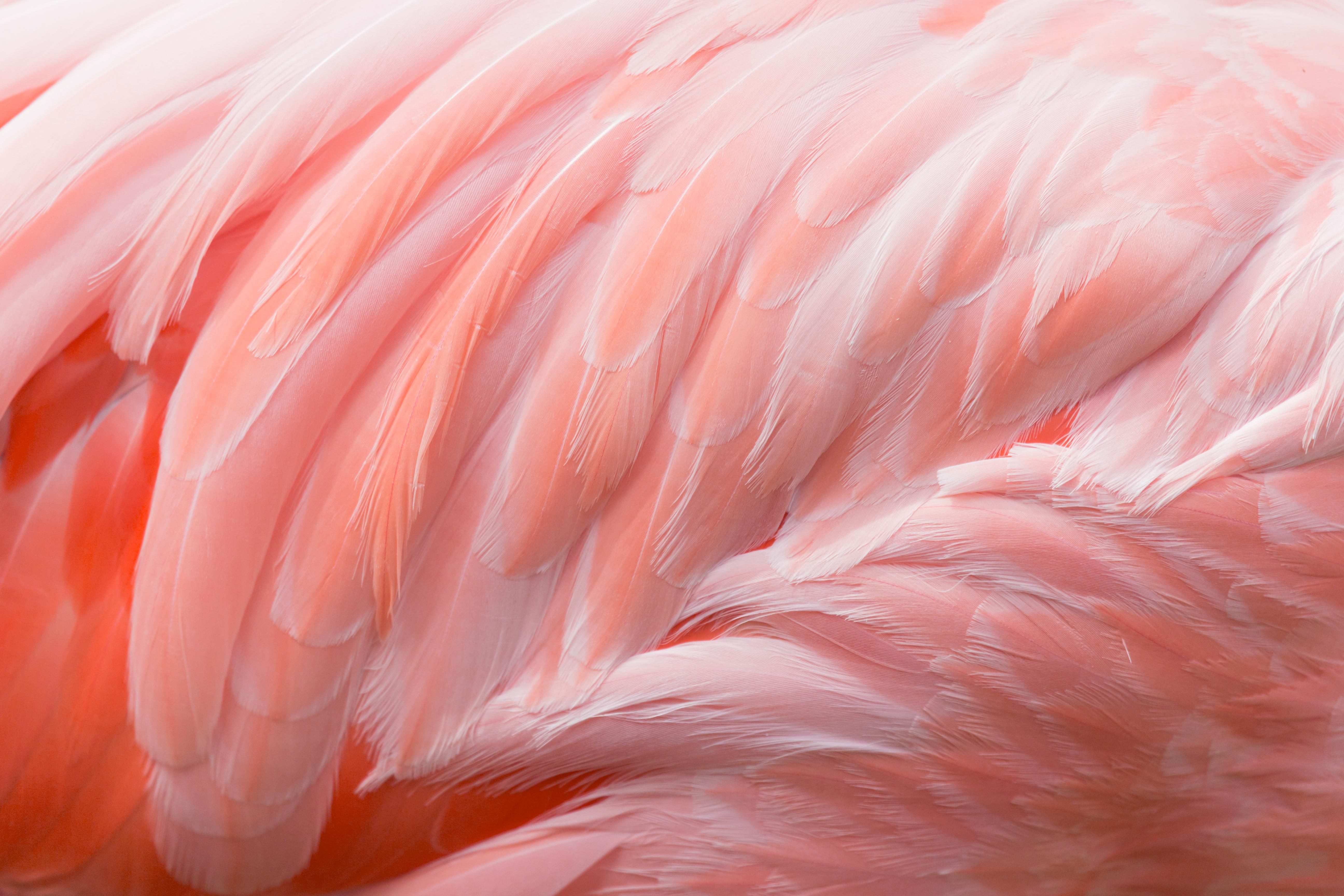 15 Stunning Photos Of Naturally Pink Animals Reader S Digest