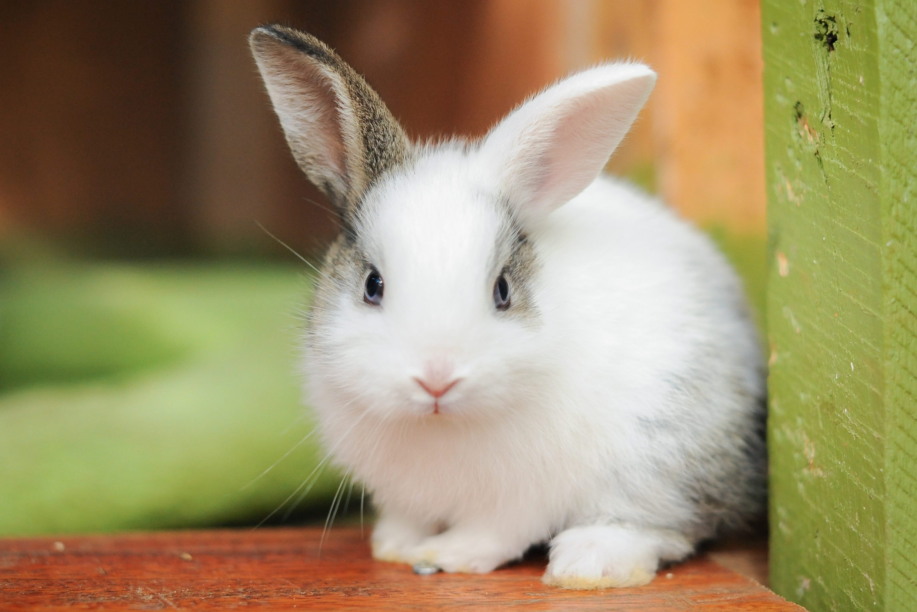 Cutest Bunnies You'll Want to Take Home | Reader's Digest