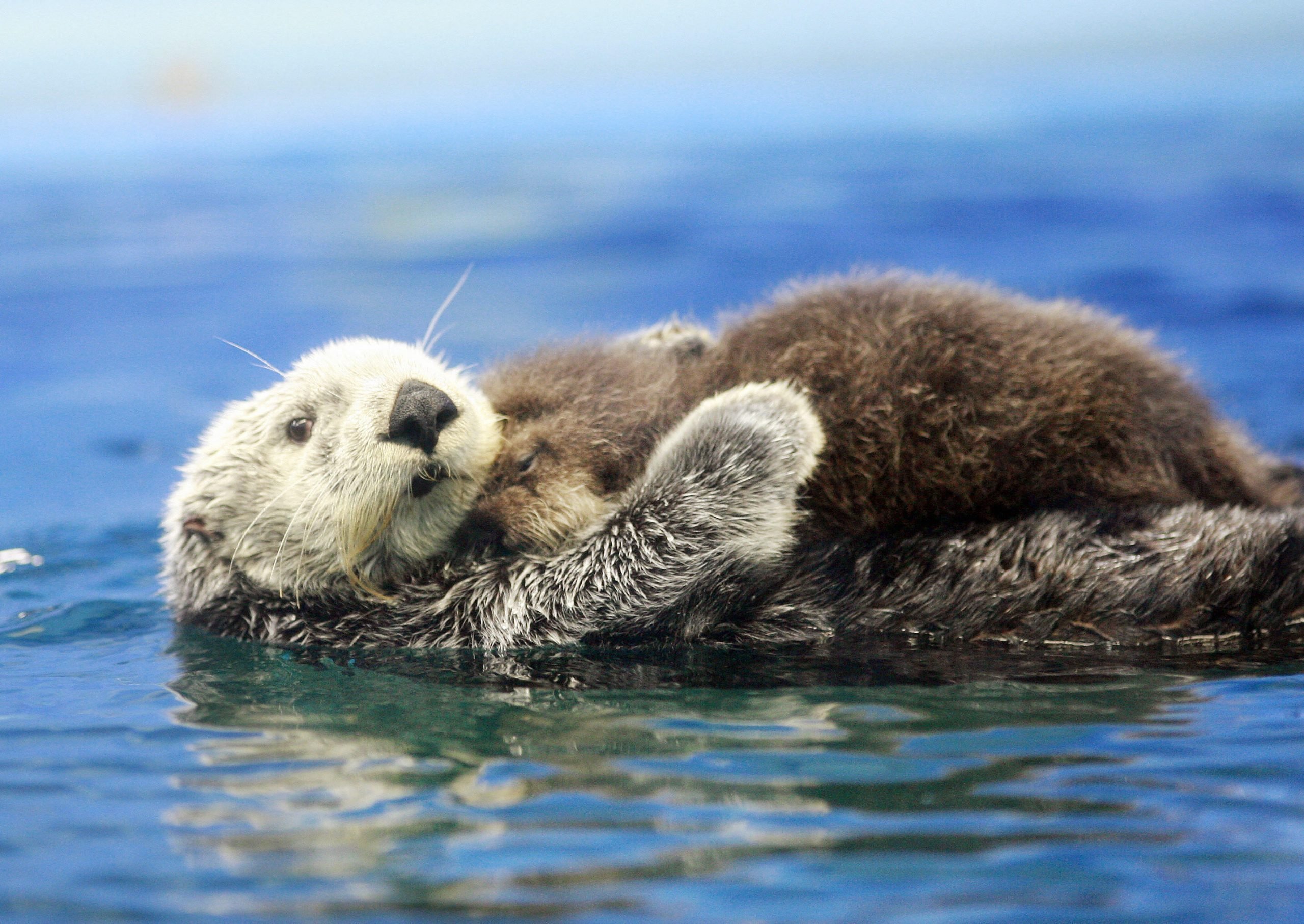 Adorable Photos of Baby Otters That'll Make Your Day Better