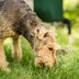 Why Do Dogs Eat Grass? 7 Common Reasons—and How to Stop It