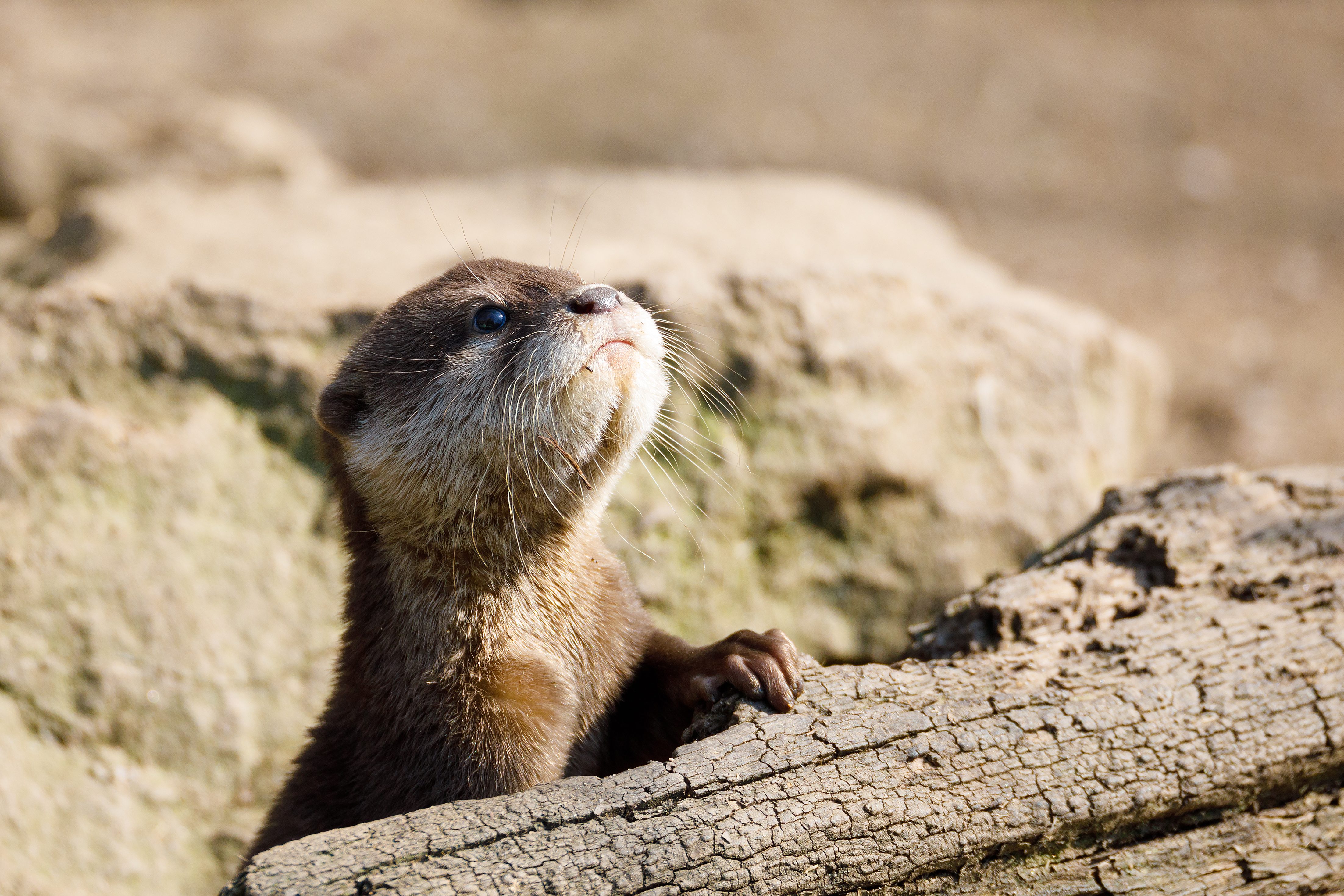 Adorable Photos Of Baby Otters That Ll Make Your Day Better Reader S Digest