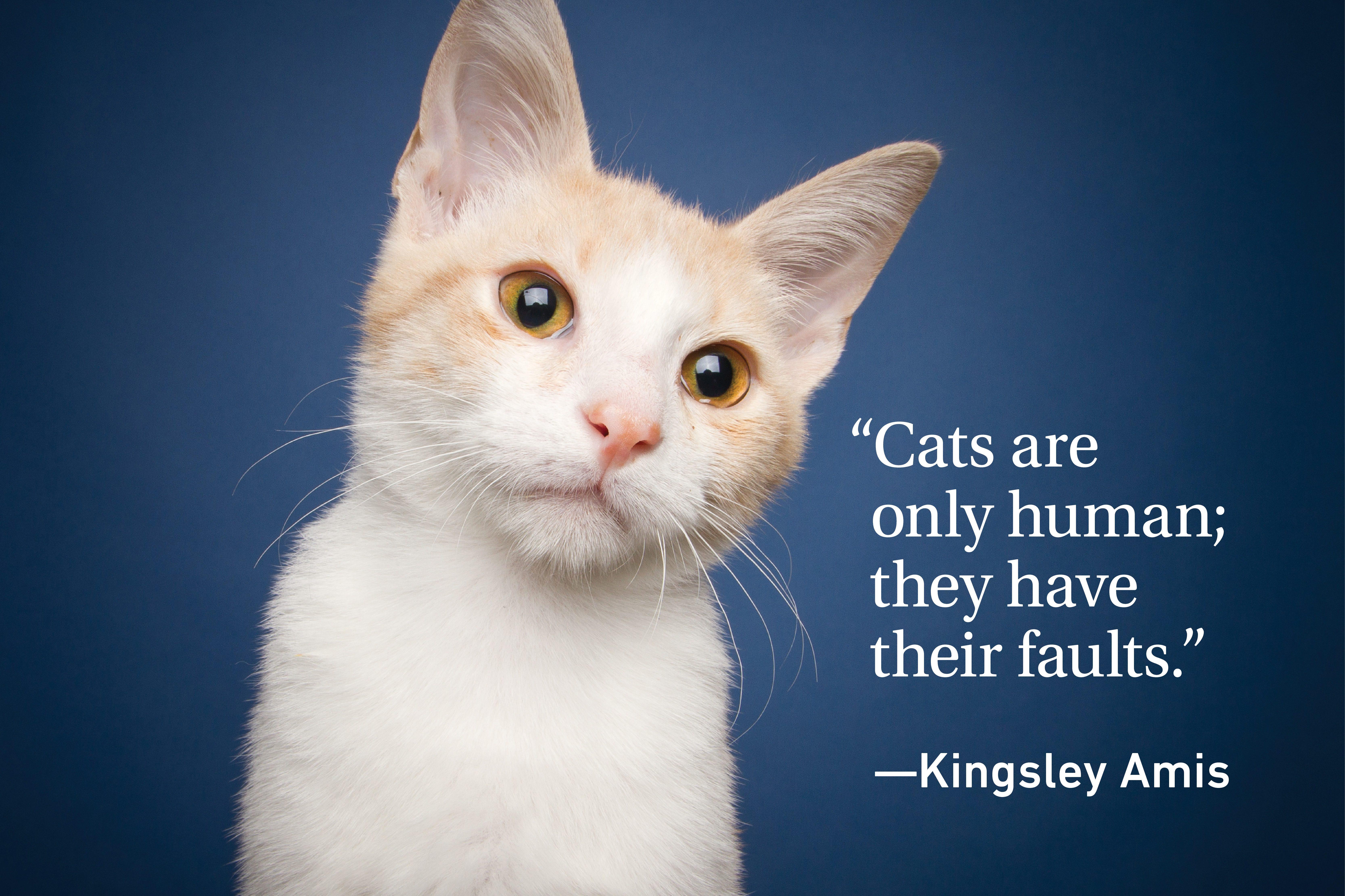 If You Have A Cat You Will Love These Quotes! | Schoolers Digest