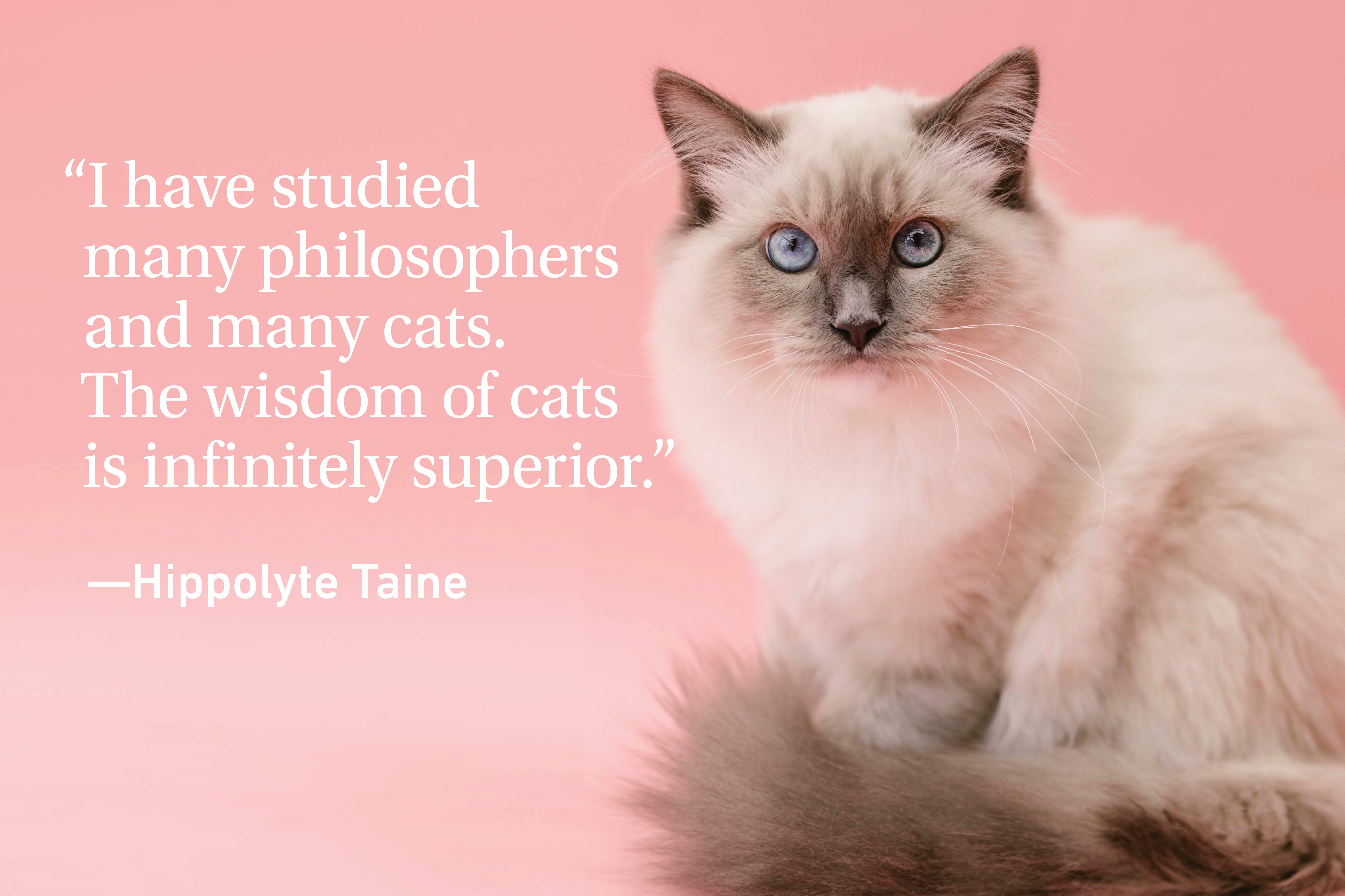 Cat Quotes Every Cat Owner Can Appreciate | Reader's Digest